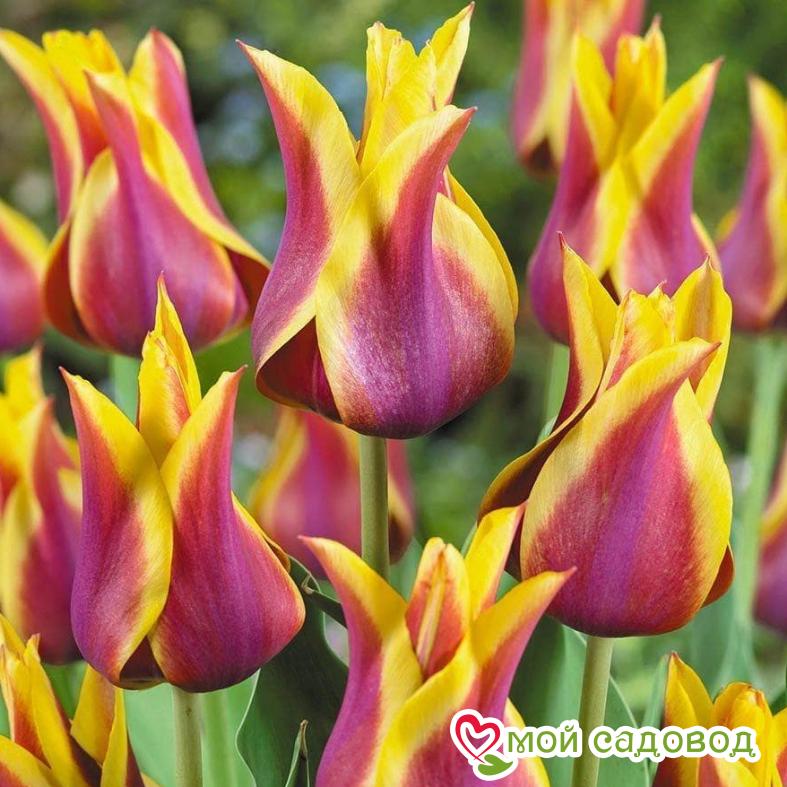 Тюльпан лилиецветный Баллада Дрим