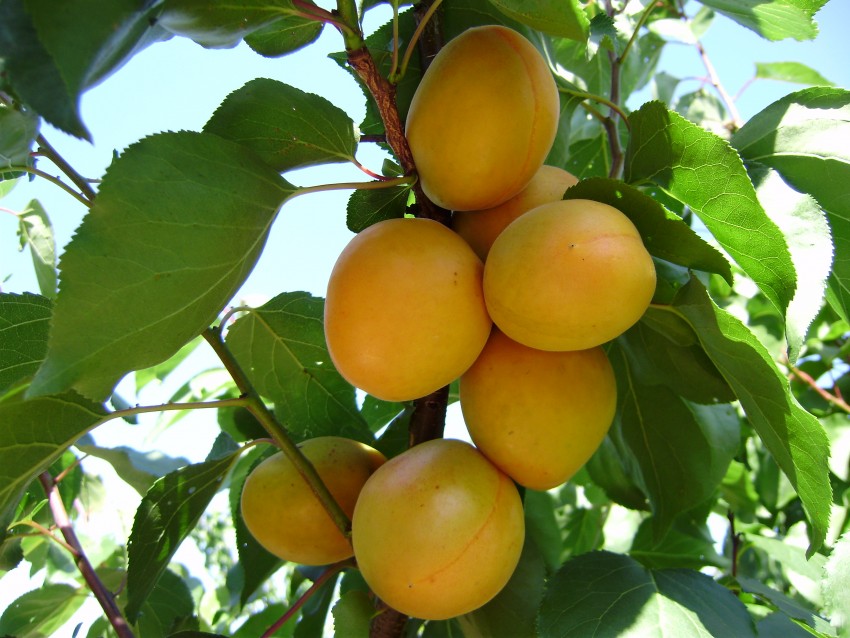 Абрикос Ананасный