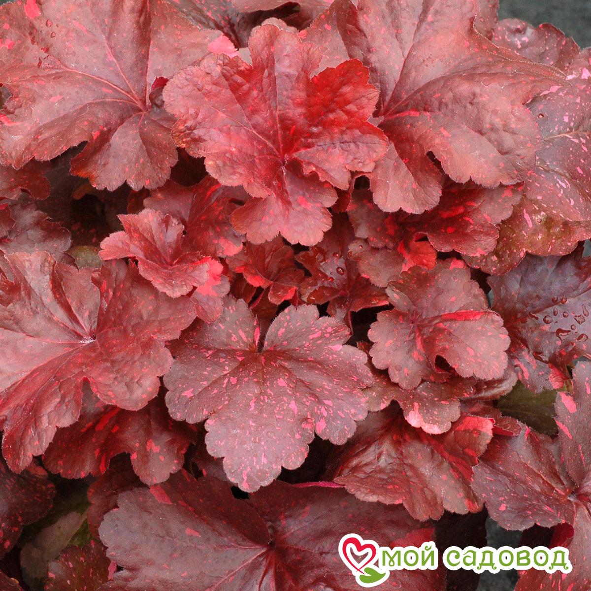 Гейхера Гэлакси