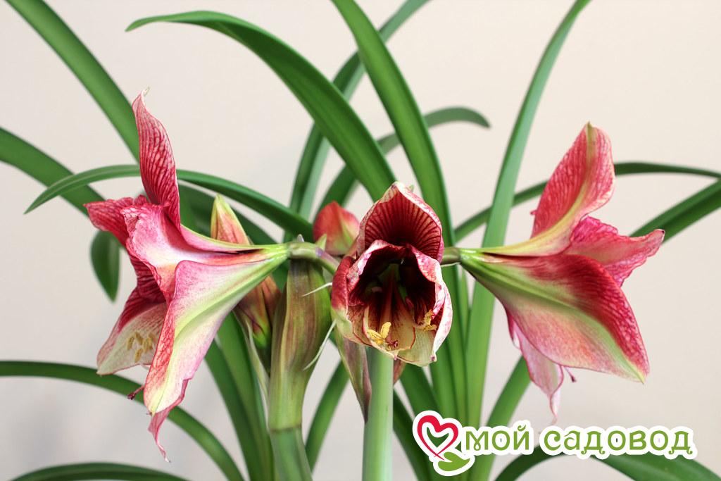 АМАРИЛЛИС ТОСКА