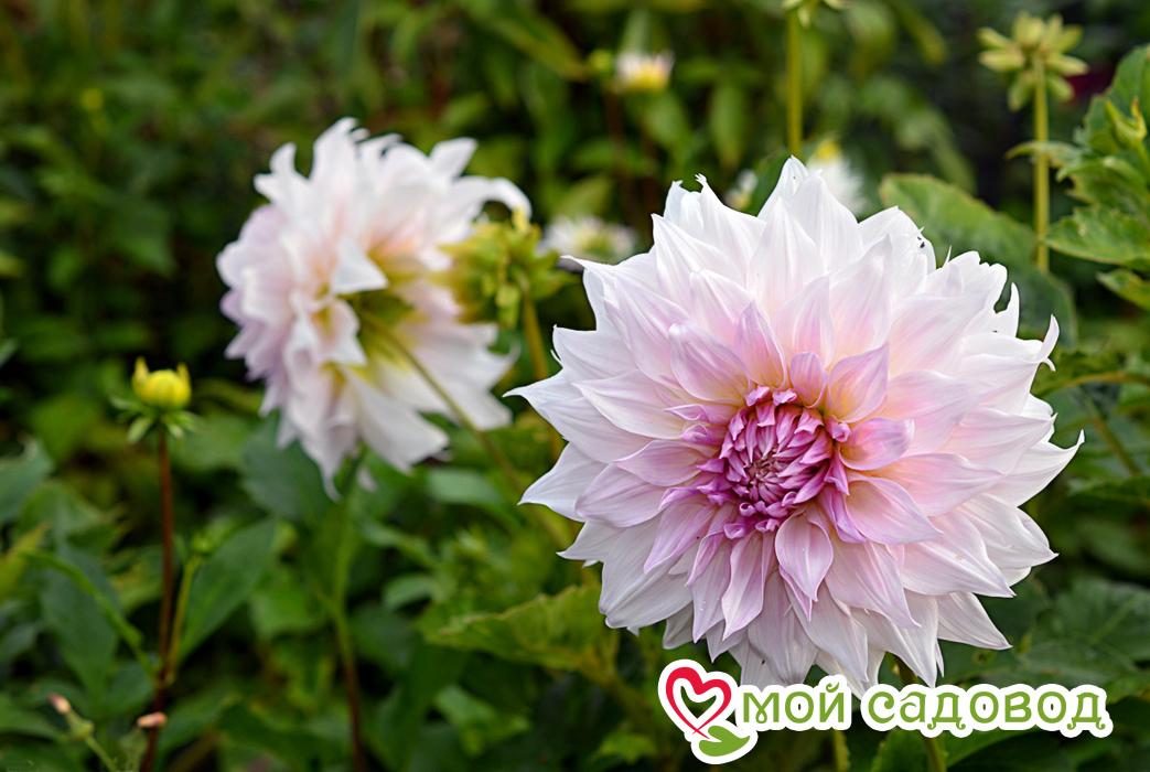 Георгина Шило Ноэль