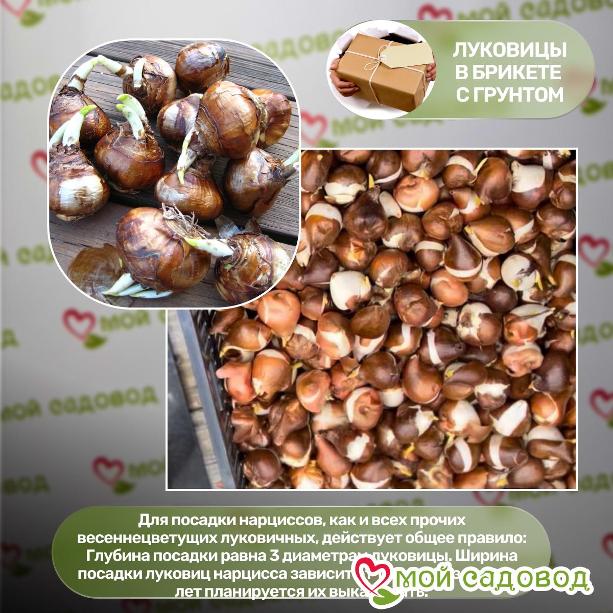 Нарцисс крупнокорончатый Айс Фоллис