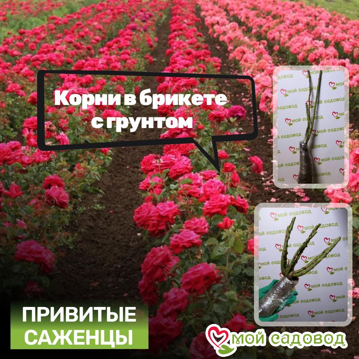 Роза Штамбовая Розовый Бархат